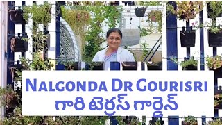 టెర్రస్ గోడకి  మొక్కలతో యెంత అందంగా పెట్టారో #terrace #organic #lifeofretireebyjhansi #viral #shorts