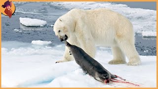 15 Merciless Polar Bears Crushing Their Prey To Death