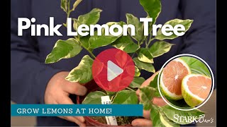 Variegated Pink Eureka Lemon Tree - Grow Lemons At Home