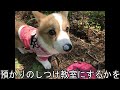 【コーギー子犬】こむぎが旅に出ることになりました corgi puppy