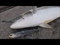 tassie kingfish on stickbait