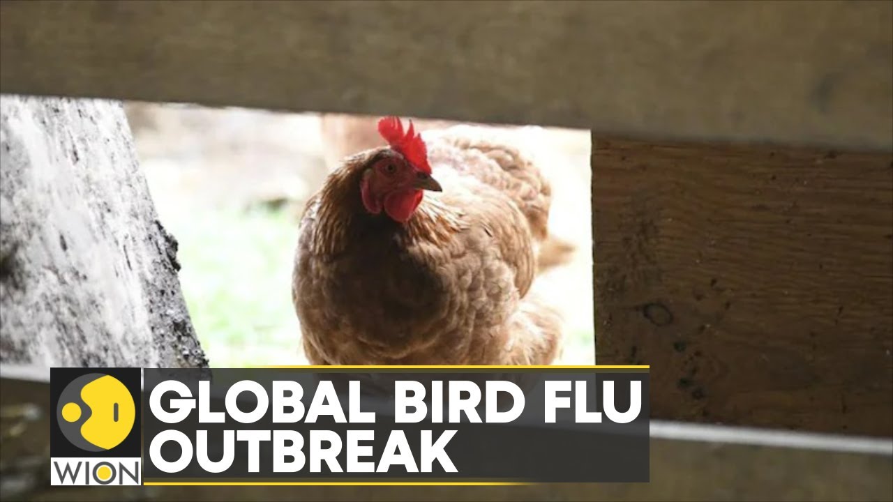 Bird Flu Outbreak Worsening Cost-of-living Crisis | Latest ...