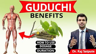 Medicinal Benefits of Guduchi / Giloy | Uses of Giloy / Guduchi For Immunity, Diabetes \u0026 Fever