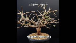 #보스웰리아 #네글렉타 저렴하고 다양한 #희귀코덱스  대량보유#엑스플랜트 xplant.co.kr #아프리카식물 #코덱스식물 #괴근식물 #희귀다육 #선인장 #코덱스