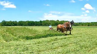 DRAFT HORSES MOWING HAY ... \u0026 some of the PROBLEMS we face!! #500