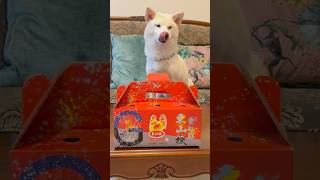 meiko的生活日記 白 しばいぬ White Shiba Inu 하얀색 시바 이누 🐓 2024年9月20日 🦐 台中 北屯區 東山棧 米其林必比登 甕缸雞 餐廳 大坑 雞油香甜 美味 かわいい