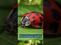 PEMBANTU PETANI ||Ladybug dikenal sebagai predator serangga  #animals #education #shorts