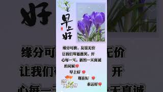 早上好 | 缘份可贵， 友谊无价，让我们带着微笑，...#shortvideo #shorts #祝福 #情感 #早上好 #早安 #早安正能量 @leleenjoying