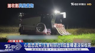 心血恐流失!玉里稻田近8成面積還沒採收完｜TVBS新聞 @TVBSNEWS01