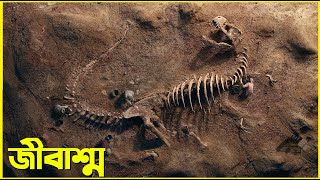 Fossil. Fossil What are fossils and how were dinosaur fossils prepared? perfect knowledge