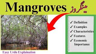 what are mangrove trees | mangroves kya hotay hain