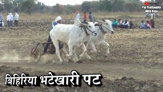 निवारी और डुंगरिया वाला  bhatekhari pat ox race| bailgada sharyat | indian cow | vlogs