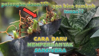 HOW TO multiply SANSIVERA WITH LEAF CLOTHES