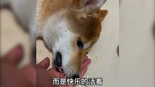 让死神动容的狗，柴犬大福！野猪一样的男人都哭了