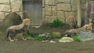 チーター三つ子 の赤ちゃんデビュー！（多摩動物公園2017）Cheetah Cubs