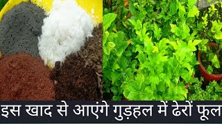 देखिए गुड़हल में आज मैंने कौन से फ़र्टिलाइज़र दिए ll Hibiscus fertilizer for fast flowering ll