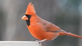 Meet Spike, the handsome male Northern Cardinal! brought to you by Birds of West Cobb