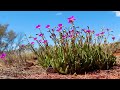 Australia Documentary 4K  Outback Wildlife  Original Nature Documentary  Deserts and Grasslands