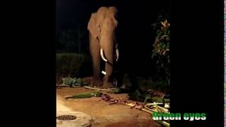 Extraordinary wild tusker, വ്യത്യസ്തനായൊരു കാട്ടു കൊമ്പൻ