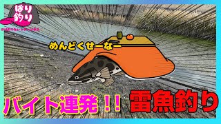 雷魚バイト連発！！　雷魚釣行＃94 ～終わりたくないよー～