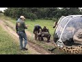 Baby Elephant Rescued By Helicopter