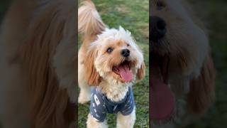 My cute dog #cavoodle #dog #shorts #popular