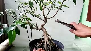 Potong Cabang Bonsai Beringin , Program Bonsai Small