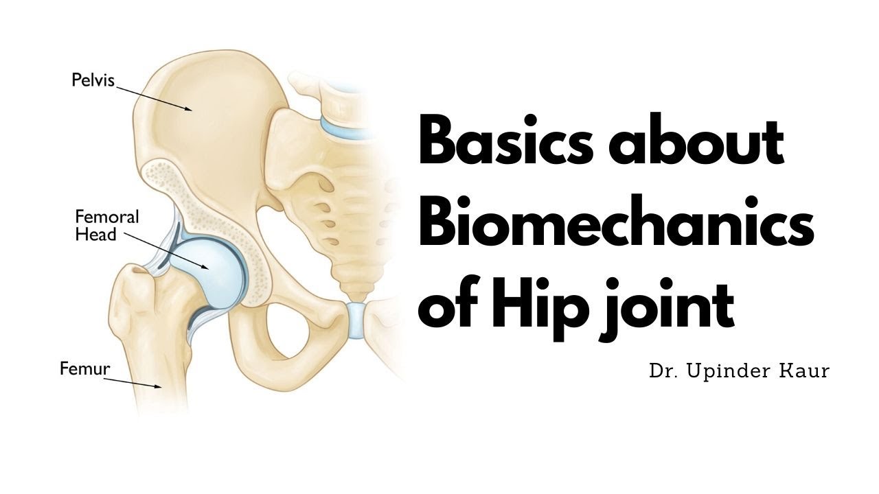 Basics About Biomechanics Of Hip Joint - YouTube