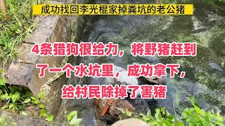 4条猎狗很给力，将野猪赶到了一个水坑里，成功拿下，给村民除掉了害猪。