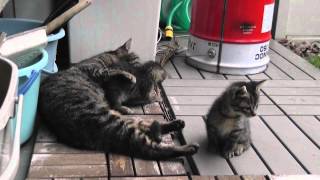 黒ねむ子猫とねむしま子猫と遊ぶ母猫 kitten and mother