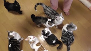 猫　保護猫　手作りゴハン鳥そぼろスープ　【ねこ cat】