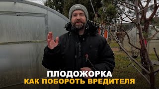 ЗАЩИТА САДА ОТ ВРЕДИТЕЛЕЙ. Спасение урожая от плодожорки, методы борьбы.