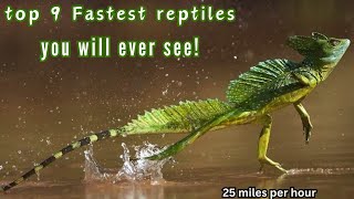 TOP 9 FASTEST REPTILES IN THE WORLD