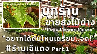 บุกร้าน | ขายส่งไม้ด่าง/Part.1 เจ๊แดง ไม้ดอกไม้ประดับ บางใหญ่ \