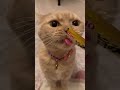 ペロペロ舐める音が聞ける猫動画🐱｜japanese cats shorts