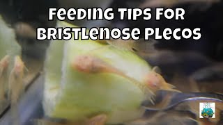 How to Feed Bristlenose Plecos