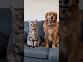 cats and dogs