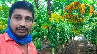 30 Acre papay garden tour #myvillageagriculture #papayafarmingindia