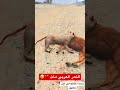 النمر العربي النادر مات 💔😭 فلم_قراند فلم gta ملك_الأفلام