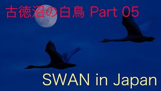 満月の夜 Full Moon Night SWAN Japan【古徳沼の白鳥 Part 05】Hidemi Kawanobe