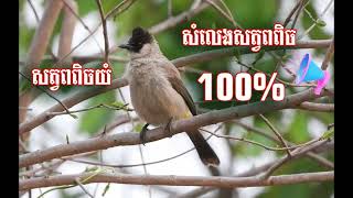 សំឡេងចាបក្រច