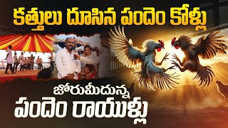 పందెం రాయుళ్ల జోరు | Public Reaction on Sankranti Kodi Pandalu | Aadhan Telugu