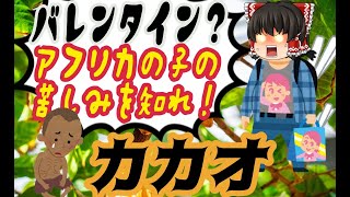 【ゆっくり植物史解説】バレンタインデーの光と闇　カカオの歴史