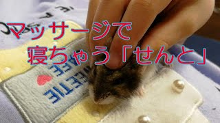 【ぱんだチャンネル】　ハムちゃんシリーズ　＃３　マッサージで寝ちゃう「せんと」