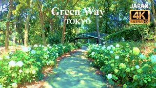 [🌞Walk in Hydrangea Street in Yumenoshima] There are the 2021 Archery Tokyo Olympics venue | Tokyo