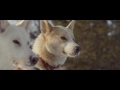 sleigh dogs husse commercial