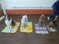 誘惑のマテ★犬のようちえん高槻教室