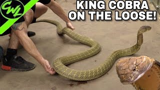 KING COBRA ON THE LOOSE!!!