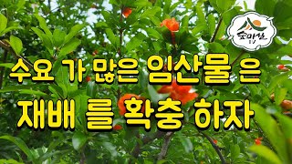 임산물지원품목 석류 여성갱년기과일 약초 산림 임업 농업 황산화 수입과일 대체 귀산촌정보 임업후계자 임산물재배 석류꽃효능 약초재배 6차산업 경북농민사관학교 임업경영체 임업직불금