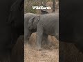 Cheeky Baby Elephants!